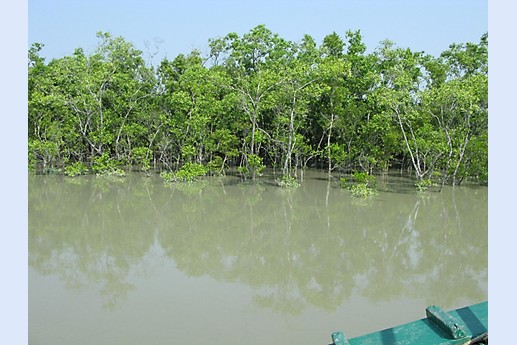 Viaggio in India 2008 - Sunderbans